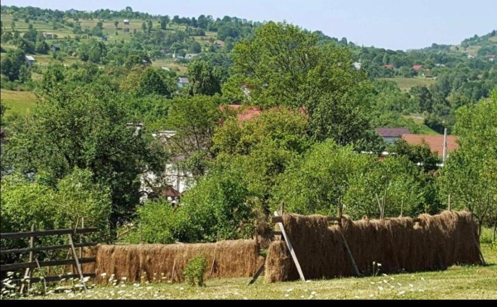 Pensiunea Trei Lalele Moisei Buitenkant foto